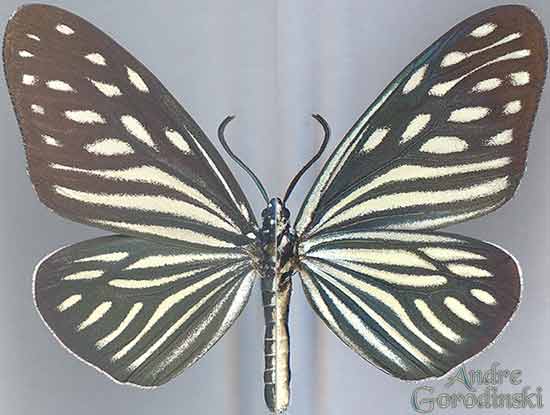 http://www.gorodinski.ru/lepidoptera/Cyclosia imitans.jpg